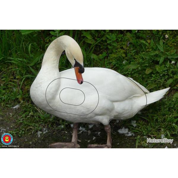 NORMANDIE ARCHERIE - CYGNE TUBERCULE