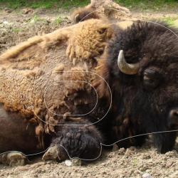 NORMANDIE ARCHERIE - BISON D'AMERIQUE