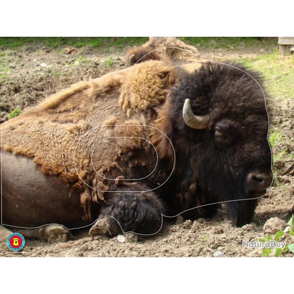 NORMANDIE ARCHERIE - BISON D'AMERIQUE