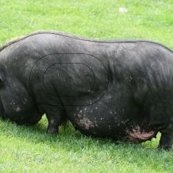 NORMANDIE ARCHERIE - COCHON DU VIETNAM