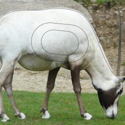 NORMANDIE ARCHERIE - ORYX D'ARABIE