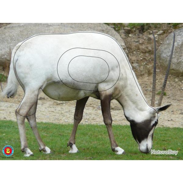 NORMANDIE ARCHERIE - ORYX D'ARABIE