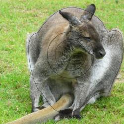 NORMANDIE ARCHERIE - WALLABY DE BENNET