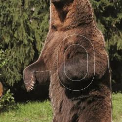 NORMANDIE ARCHERIE - OURS DEBOUT