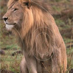 NORMANDIE ARCHERIE - LION