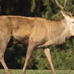 NORMANDIE ARCHERIE - CERF ELAPHE