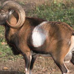 NORMANDIE ARCHERIE - MOUFLON