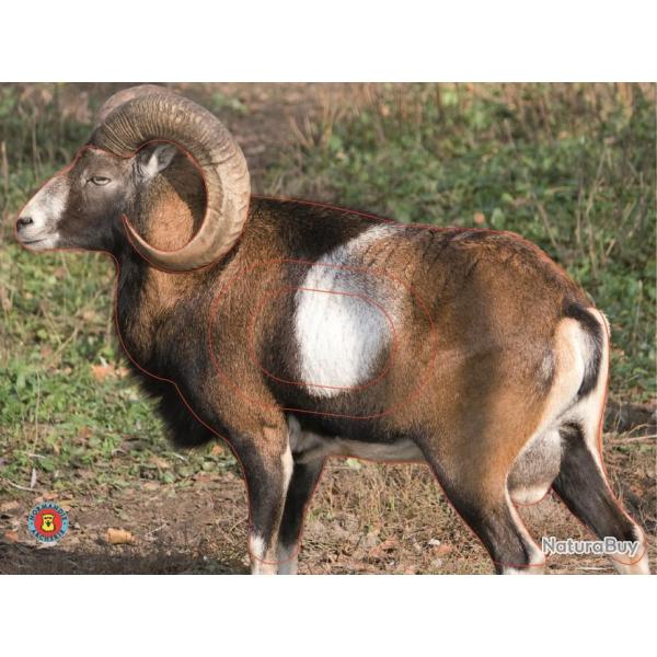 NORMANDIE ARCHERIE - MOUFLON