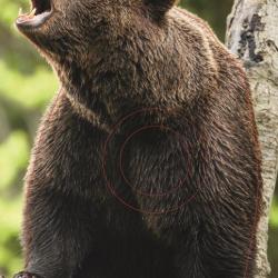 NORMANDIE ARCHERIE - OURS DANS L'ARBRE