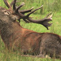 NORMANDIE ARCHERIE - CERF COUCHE