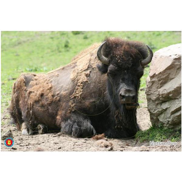 NORMANDIE ARCHERIE - BISON D'AMERIQUE