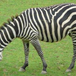 NORMANDIE ARCHERIE - ZEBRE DE GRANT