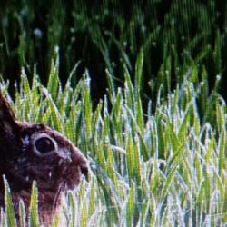 * chasse au petit gibier en individuel  et gros gibiers en battue 77 centre