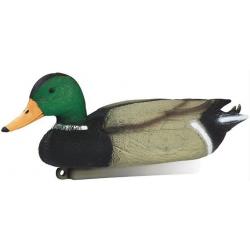 Appelant canard colvert mâle