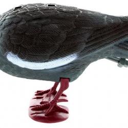 Appelant pigeon avec pattes qui picore