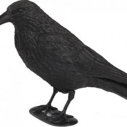 Appelant corbeau avec pattes