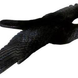 Appelant corbeau à ailes déployées
