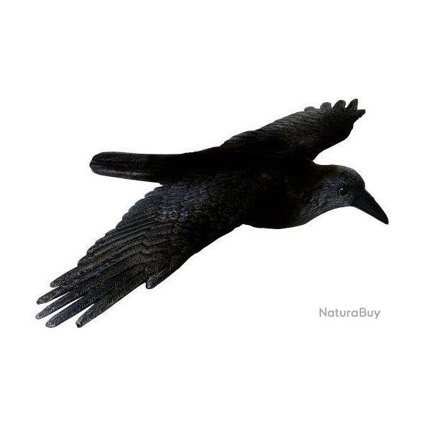 Appelant corbeau  ailes dployes