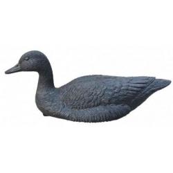 Appelant oie noire flottante