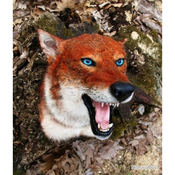 trophe  taxidermie reconstitution loup d'Abyssinie