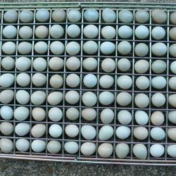 Oeufs de perdrix  grises.