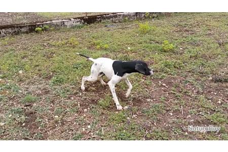 Cherche Action Chasse Petits Gibiers Rhône Alpes Actions