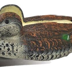 Appelant canard sarcelle femelle moussé