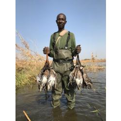 Chasse aux canards au Tchad