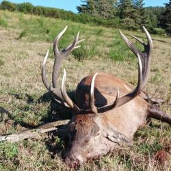 BRAME DU CERF EN MONTAGNE 2024