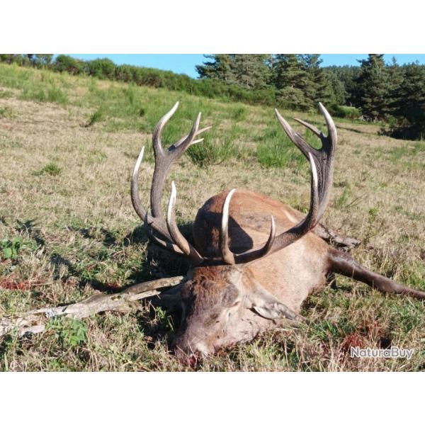 BRAME DU CERF EN MONTAGNE 2024