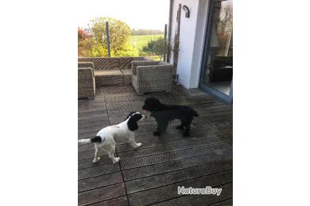 A Vendre Chiots Cocker Spaniel Anglais Lof Working Couleur