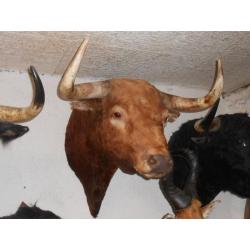 trophée  tete de toros (taureau ) de corridas naturalisée taxidermie déco