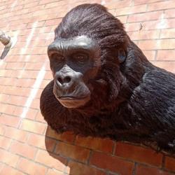 Taxidermie.Réplique buste mural de gorille Africain.