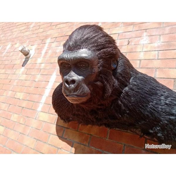 Taxidermie.Rplique buste mural de gorille Africain.