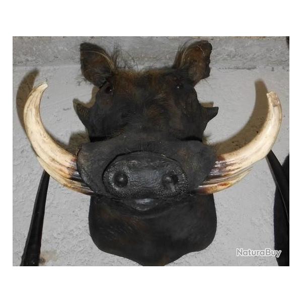 trophe de phacochre  taxidermie chasse dco
