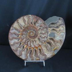 Jolie demi Ammonite polie de Madagascar fossile minéraux Diamètre 22 cm !!! N° 6A Support offert