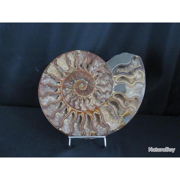 Jolie demi Ammonite polie de Madagascar fossile minraux Diamtre 22 cm !!! N 6A Support offert