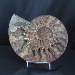 Jolie demi Ammonite polie de Madagascar fossile minéraux Diamètre 20 cm !!! N° 7A Support offert