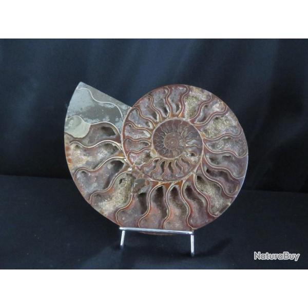 Jolie demi Ammonite polie de Madagascar fossile minraux Diamtre 20 cm !!! N 7A Support offert