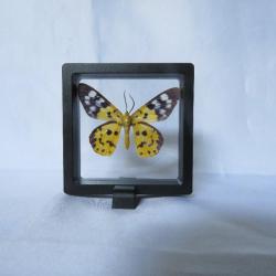 Superbe cadre Papillon insecte entomologie N°1