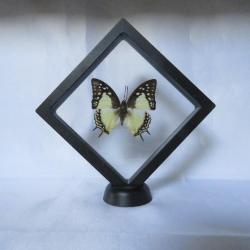 Superbe cadre Papillon insecte entomologie N°3
