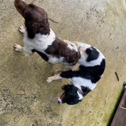 Chiots épagneul breton