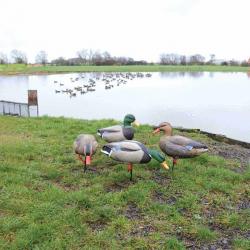 Lot de 6 appelants réalistes Colvert avec pied