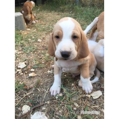 Chiens Courants Chien De Chasse Sanglier