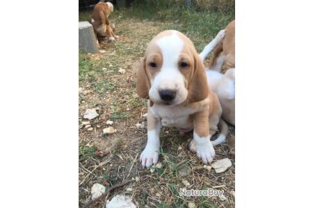 Vente Chien Chasse Sanglier Chiens Courants 5884980