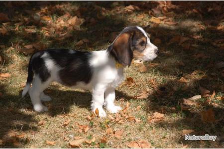 3 Chiots Type Petit Basset Griffon Vendeen Chiens Courants