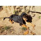 Planete Chasse Les Petites Annonces Chasse Gratuites