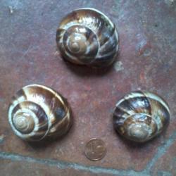 3 coquilles d'escargot turc - Hélix lucorum