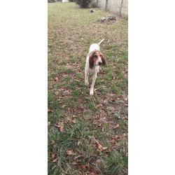 Chien Courant Griffon AtooDog Pull Sweat de Chasse