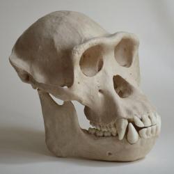 Taxidermie.Reconstitution crâne de chimpanzé